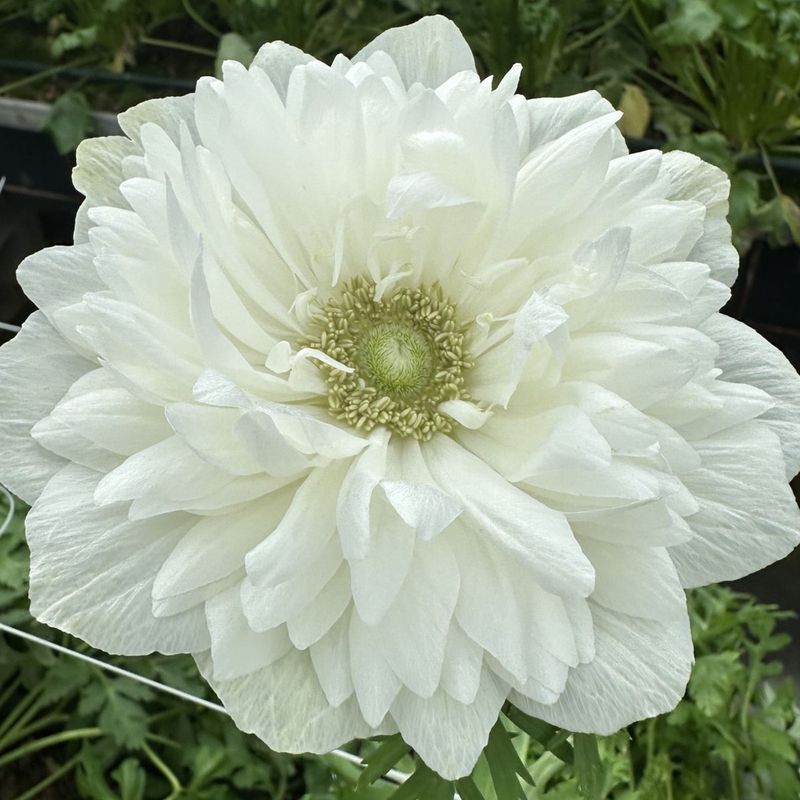 Kronsymre 'Levante® Bianco' - Anemone coronaria, 7 stk