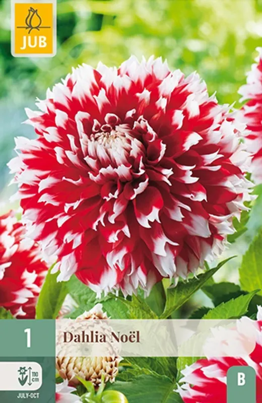 Georgine 'Noel’ - Dahlia x cultorum, 1 stk.
