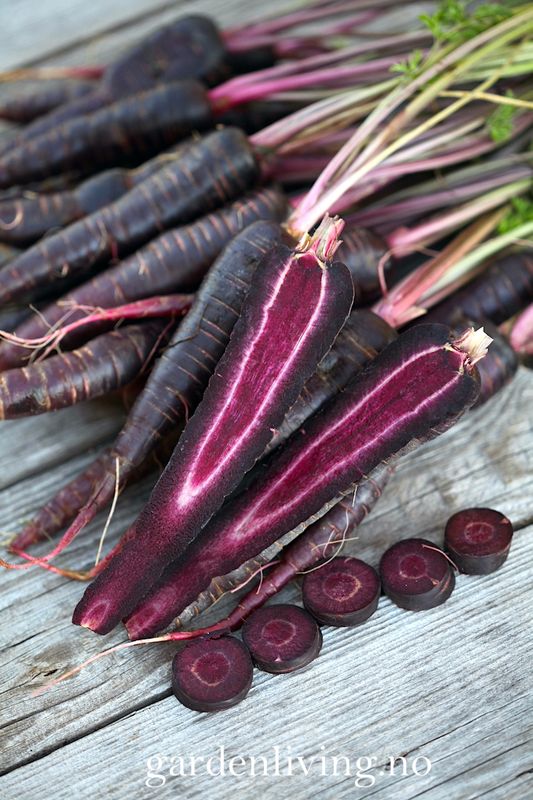 Gulrot 'Purple Hybrid' F1 - Daucus carota
