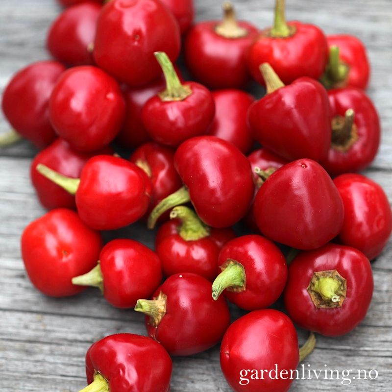 Chilipepper 'Ciliegia Piccante'  - Capsicum annuum