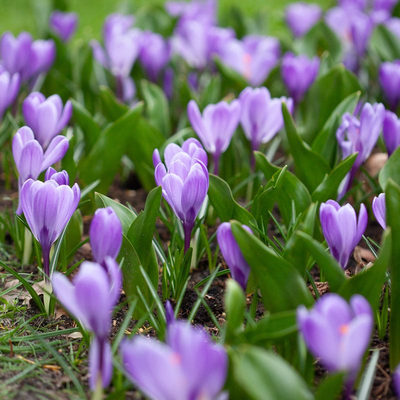 Storblomstret krokus 'Grand Maitre' - Crocus - 10 stk