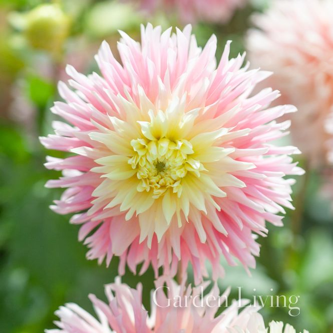 Hovedbilde Georgine 'Just Married' - Dahlia x cultorum, 1 stk.