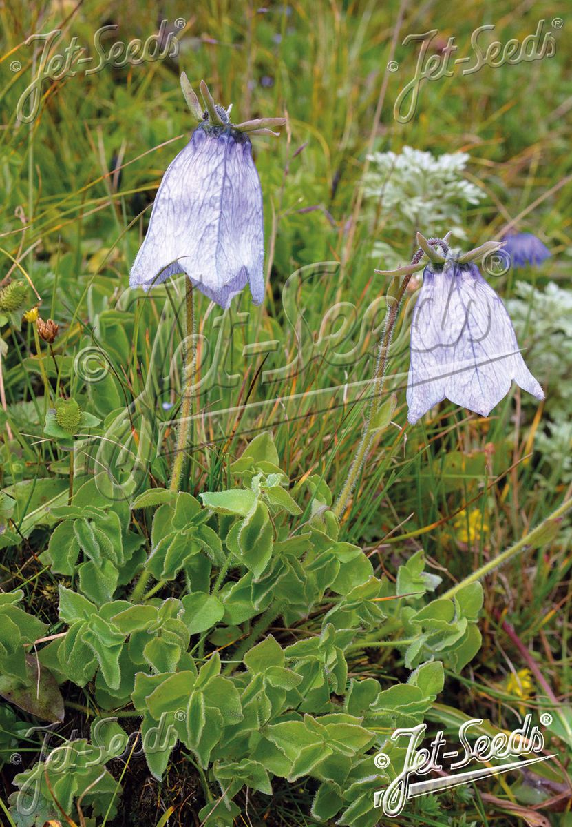 Codonopsis canescens