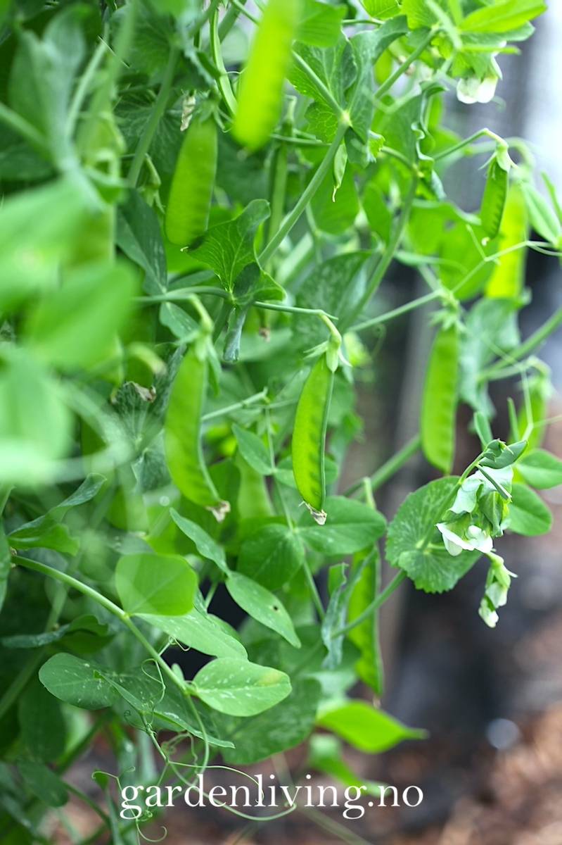 Sukkerert 'Oregon Sugar Pod - Pisum sativum