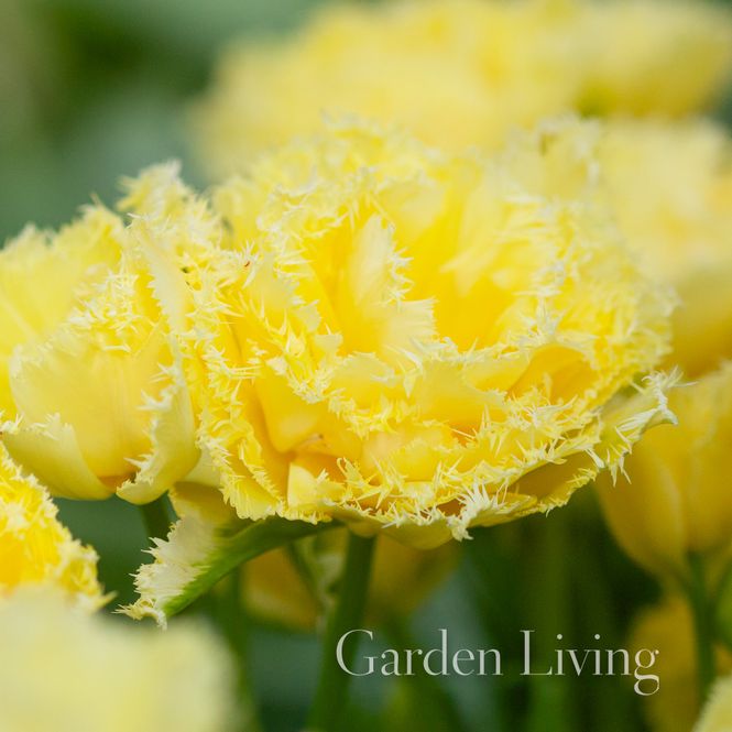 Hovedbilde Tulipan 'Lemon Shoot', Doble tidlige - 5 stk