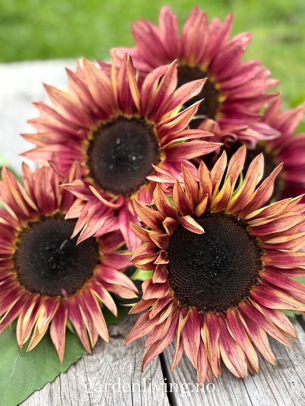 Solsikke 'Pro Cut Plum' - Helianthus annuus