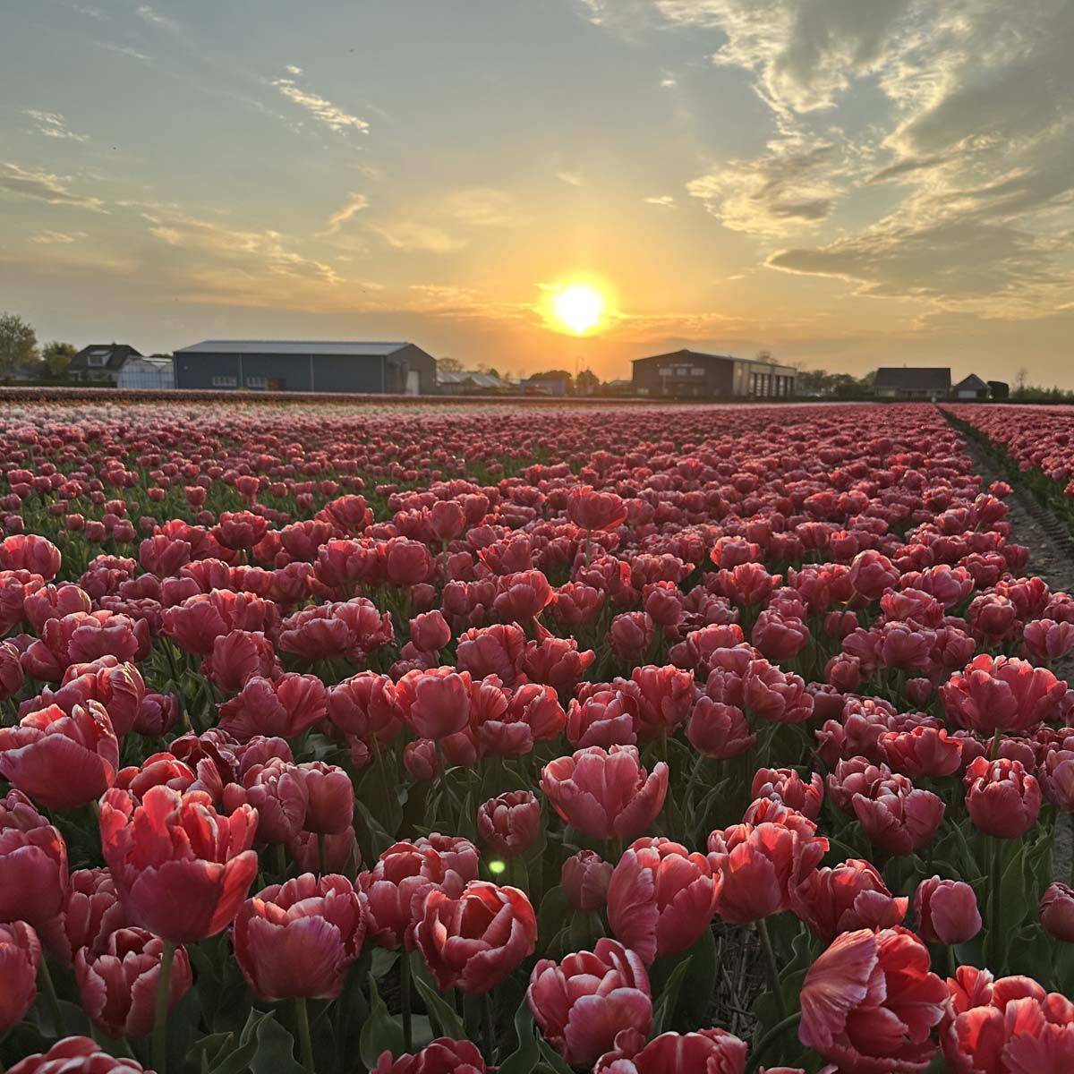 Tulipan 'Cracker Parrot', papegøyeblomstrende - 10 stk