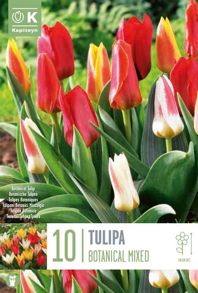 Hovedbilde Tulipan 'Botanical Mixed' - lav, blanding - 10 stk