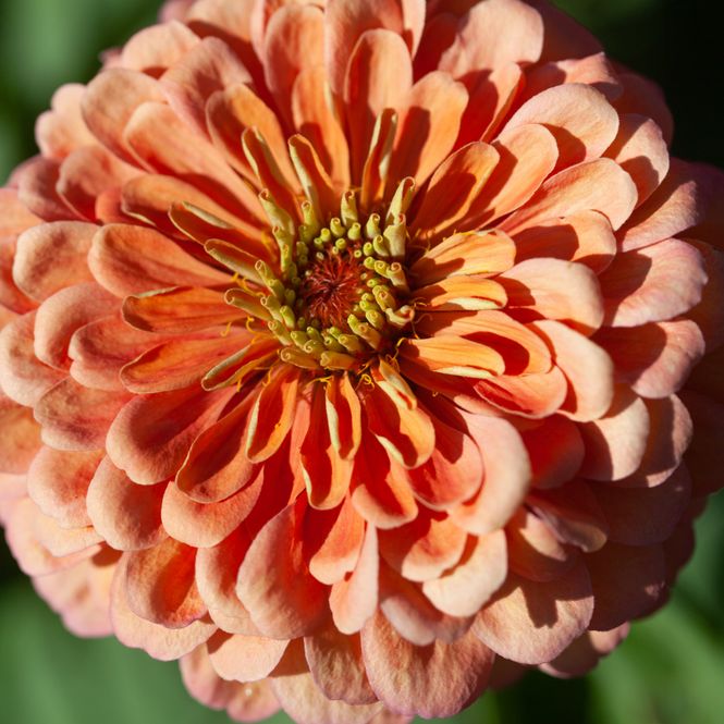 Hovedbilde Sinnia 'Benary's Giant Salmon Rose' - Zinnia elegans