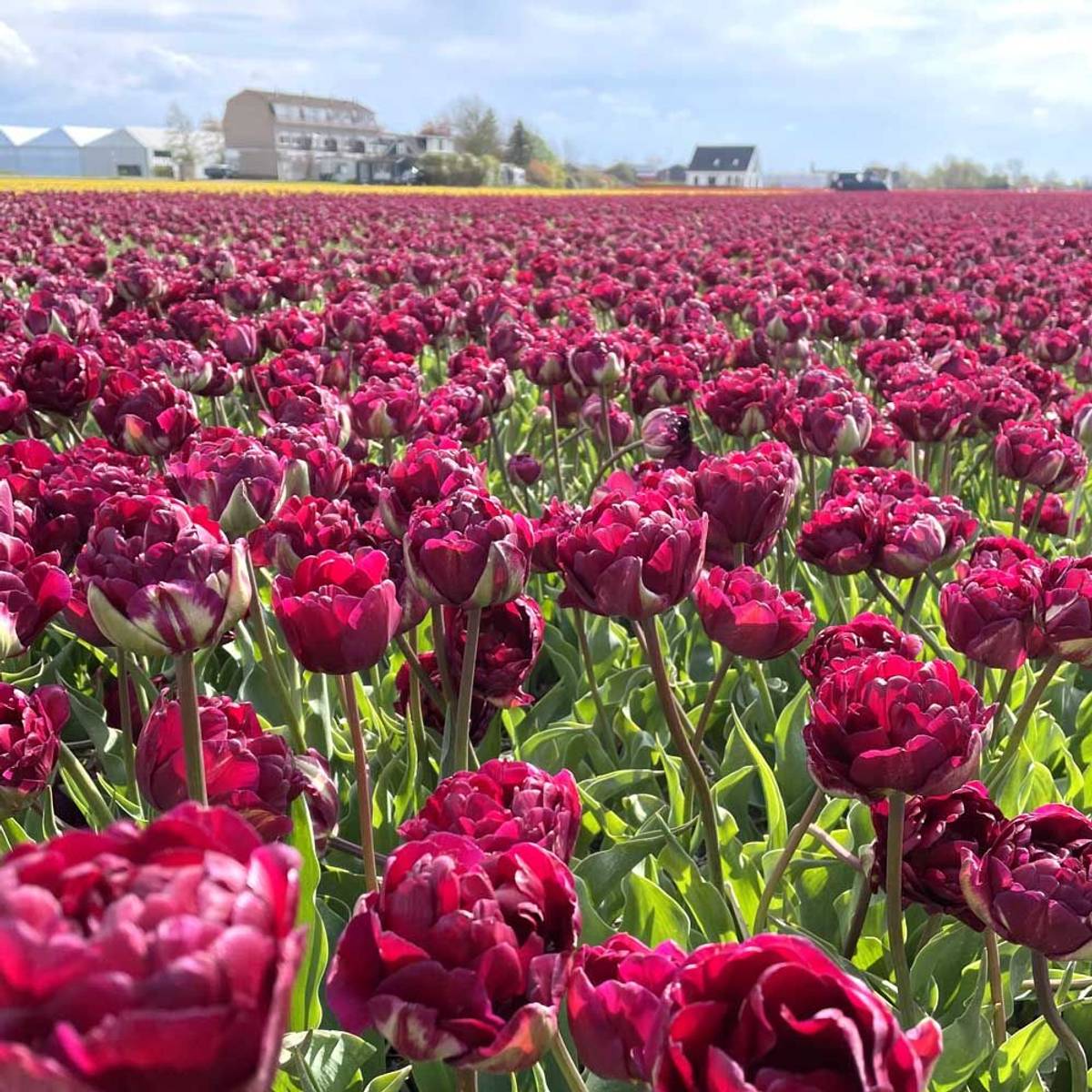 Tulipan 'Jinan', sen dobbel - 10 stk