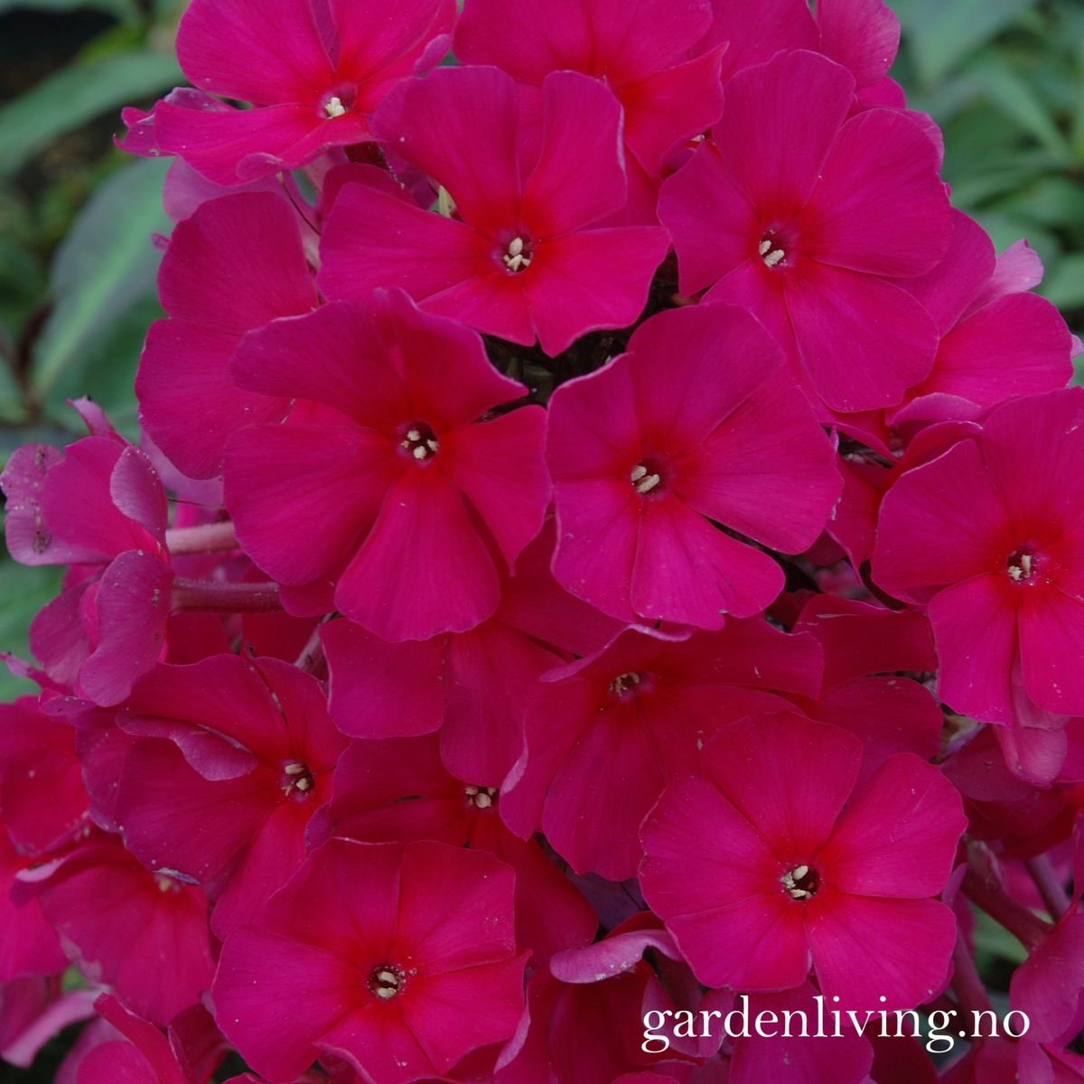 Høstfloks 'Sweet Summer ® Wine' - Phlox paniculata