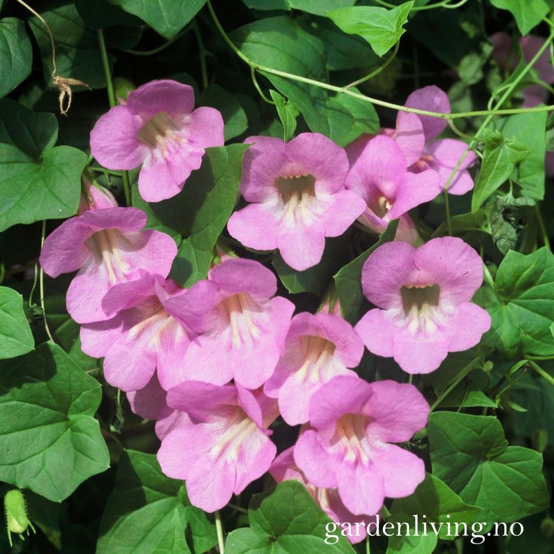 Klatreløvemunn 'Mystic Rose' - Maurandya/ Asarina scandens 