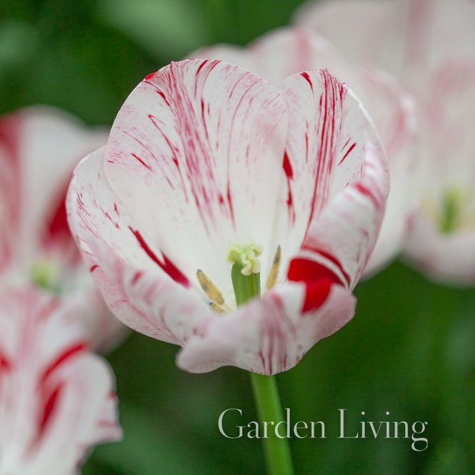 Hovedbilde Tulipan 'One Direction', Triumphtulipan - 7 stk