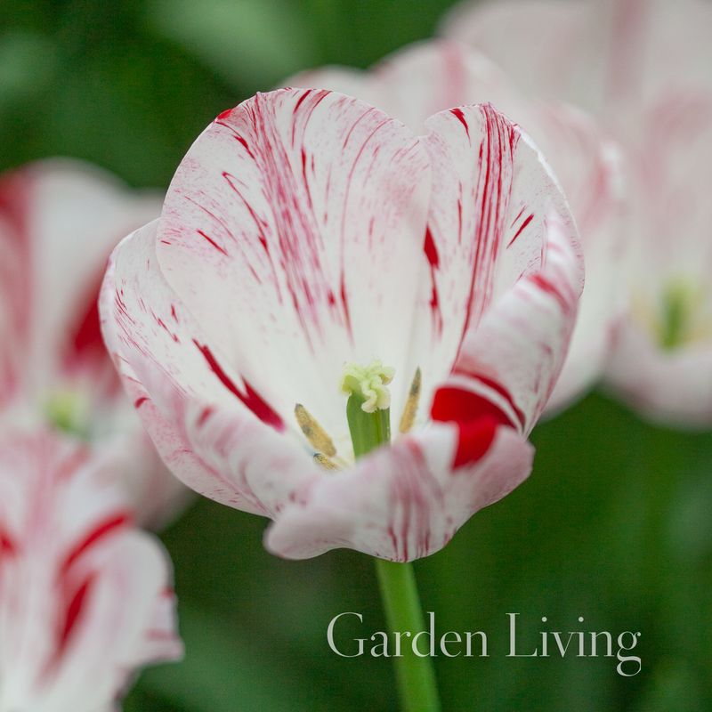 Tulipan 'One Direction', Triumphtulipan - 7 stk