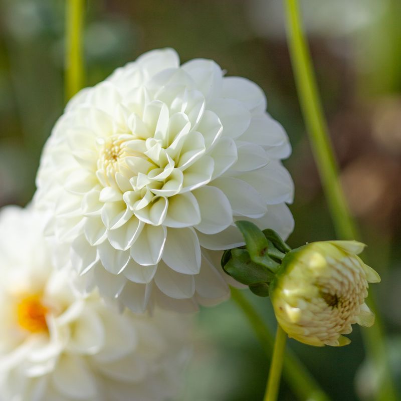 Georgine 'White Aster' - Dahlia x cultorum, 1 stk.