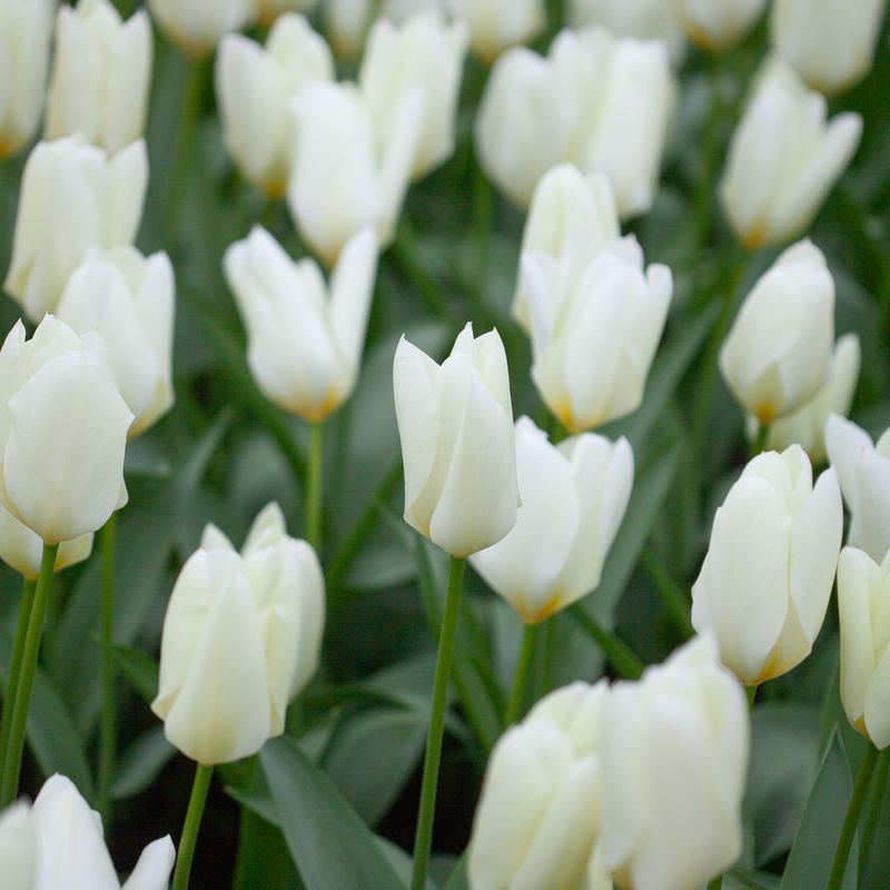 Tulipan 'Purissima', triumphtulipan - 10 stk