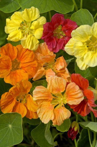 Hovedbilde Blomkarse 'Summer Fruits Mixed' - Tropaeolum majus