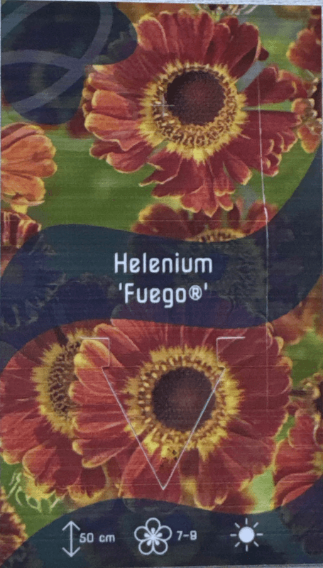 Solbrud 'Fuego' - Helenium