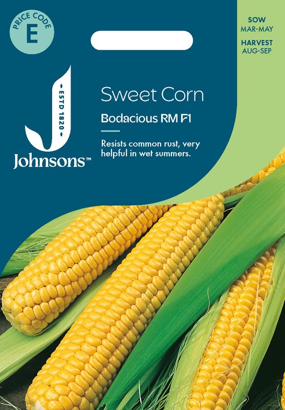 Mais 'Bodacious’ - Zea mays