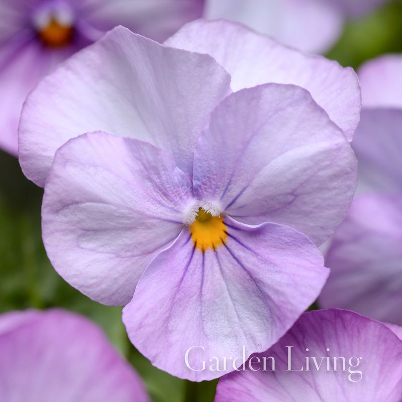 Stemorsblomst 'Sorbet Lavender Pink' F1, småbl. - Viola x williamsii