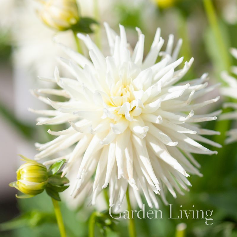 Georgine 'Playa Blanca' - Dahlia x cultorum, 1 stk.