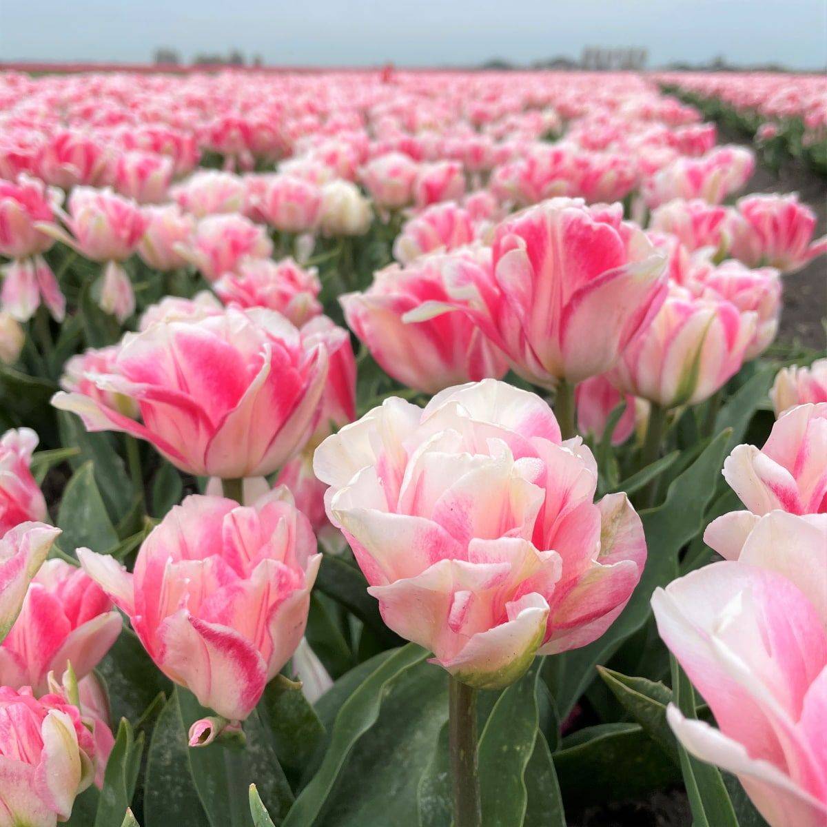 Tulipan 'Angelique', sen dobbel - 10 stk