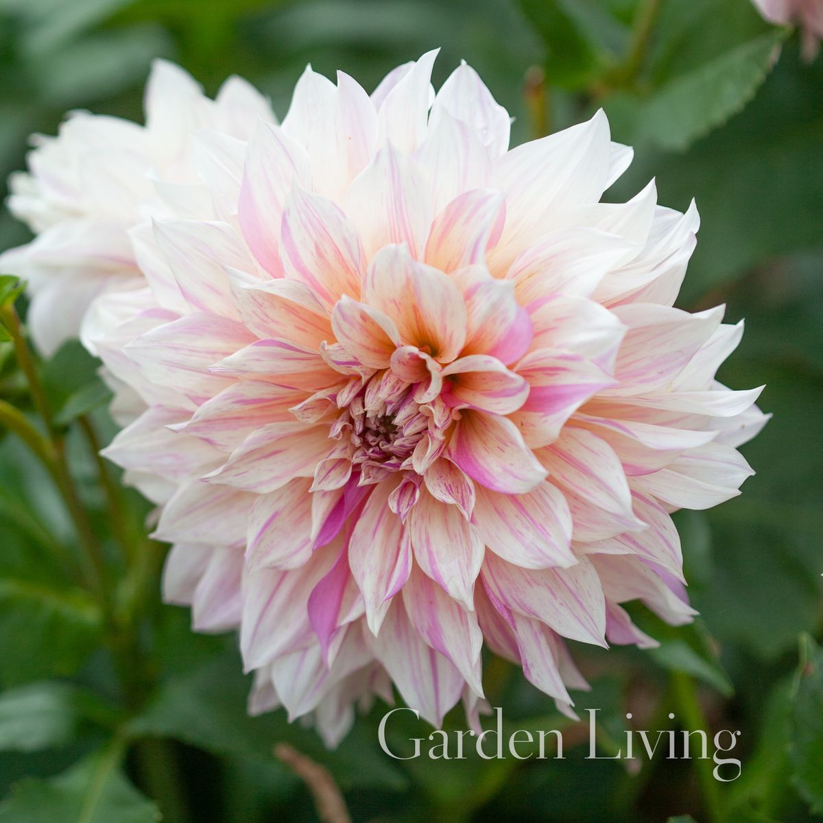 Georgine 'Cafe au Lait Twist - Dahlia x cultorum, 1 stk.