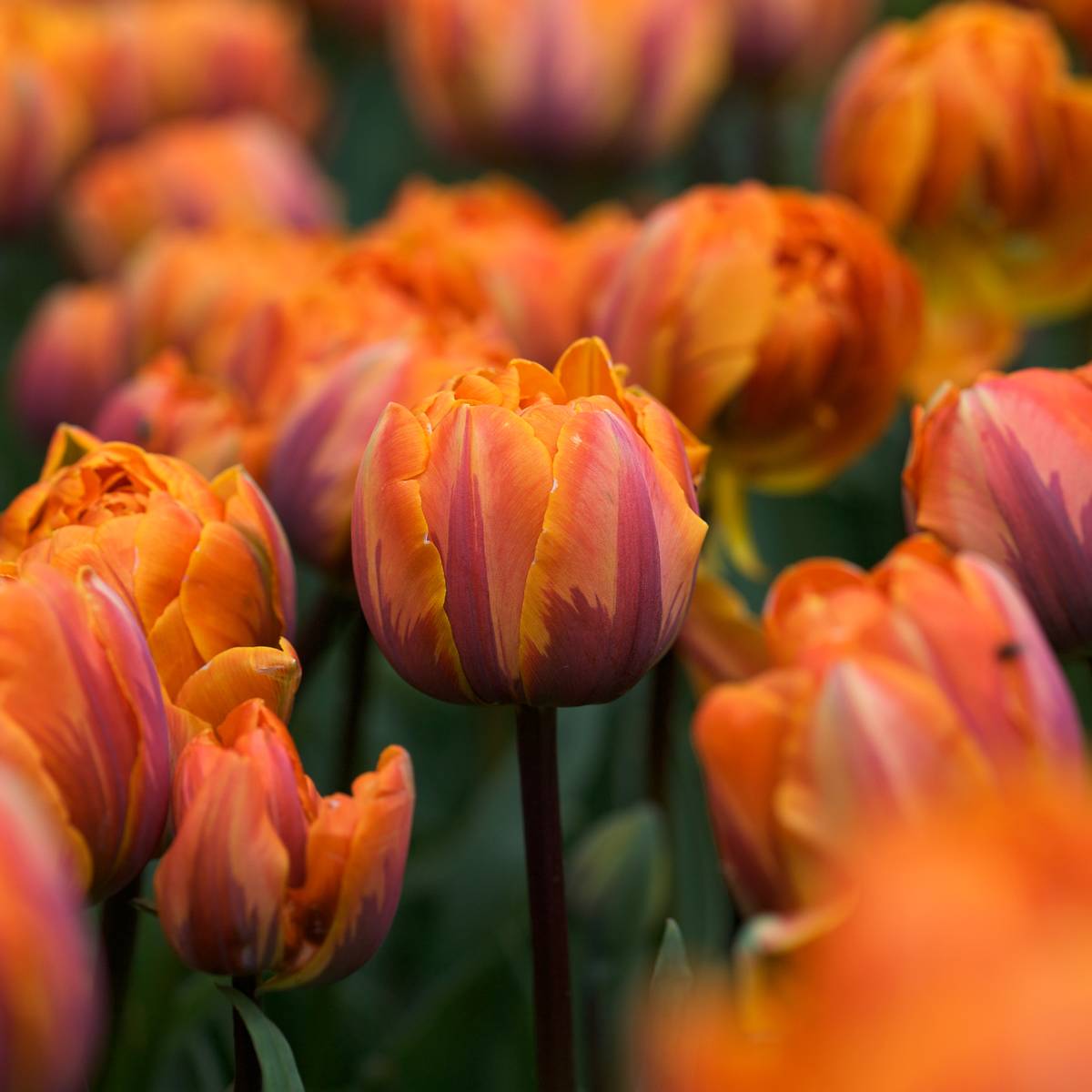Tulipan 'Orange Princess’, sen dobbel - 7 stk 