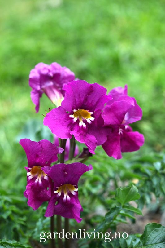 Incarvillea zhongdianensis