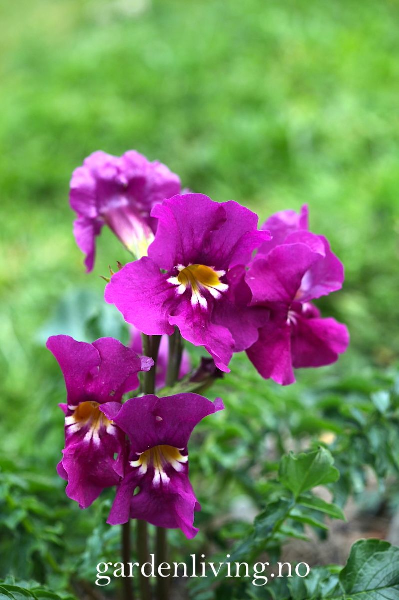 Incarvillea zhongdianensis
