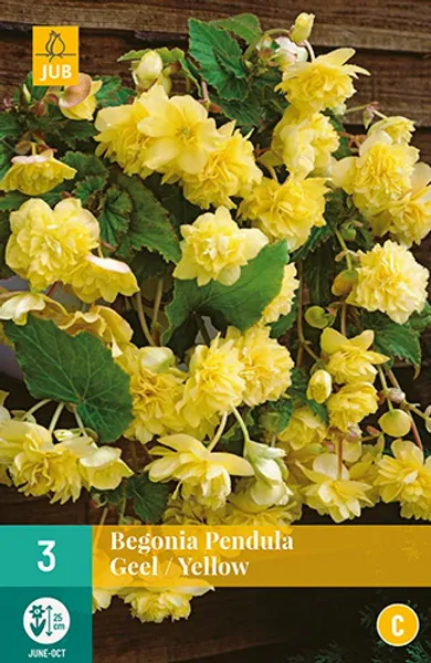 Hovedbilde Begonia, henge 'Yellow', 3 stk.