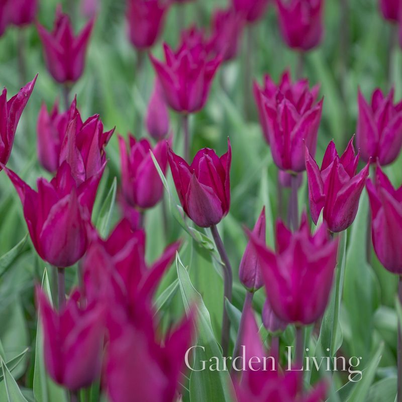 Tulipan 'Purple Heart', Liljeblomstrende - 6 stk