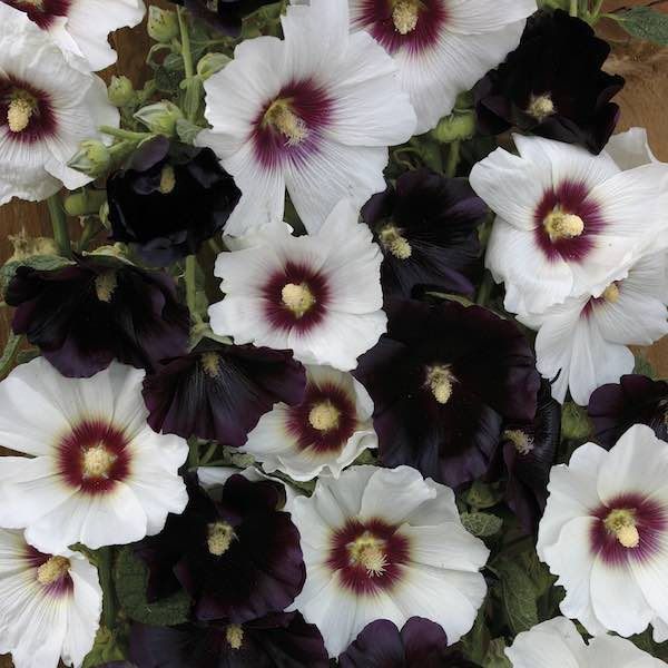 Hovedbilde Stokkrose 'Night & Day' - Alcea rosea