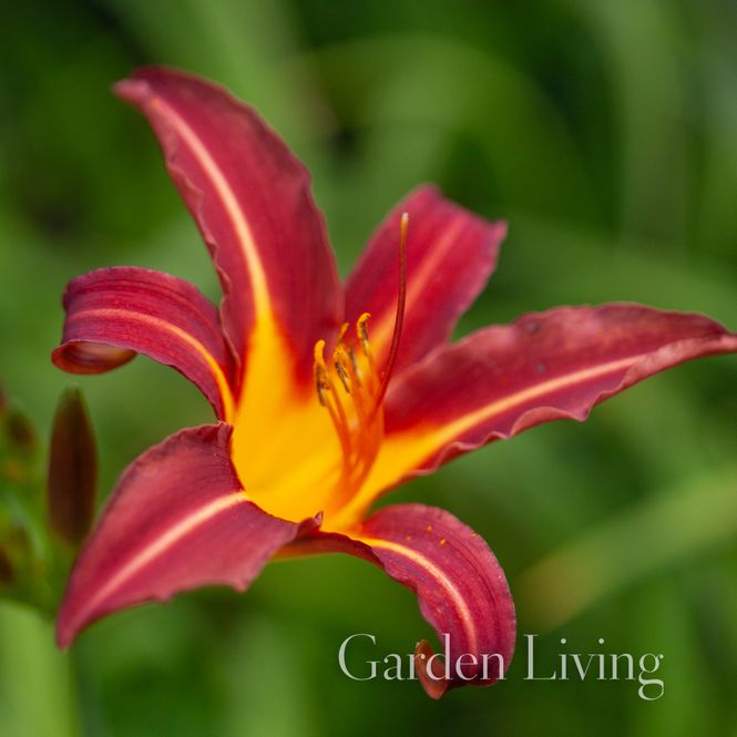 Hovedbilde Daglilje 'Autumn Red' - Hemerocallis